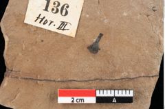 Foto (Detailansicht) von Widdringtonia ungeri Endl. (NHMW-GEO-2024-0188-0136)